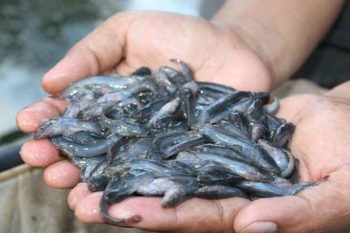 Peluang Bisnis Bibit Ikan, dan Keuntungannya