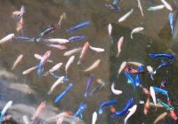 Peluang Bisnis Bibit Ikan, dan Keuntungannya