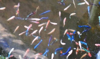 Peluang Bisnis Bibit Ikan, dan Keuntungannya