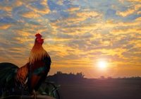 Spot Terbaik untuk Menikmati Sunrise di Surabaya