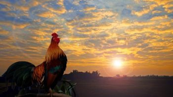 Spot Terbaik untuk Menikmati Sunrise di Surabaya