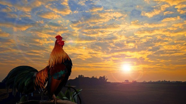 Spot Terbaik untuk Menikmati Sunrise di Surabaya Spot Terbaik untuk Menikmati Sunrise di Surabaya