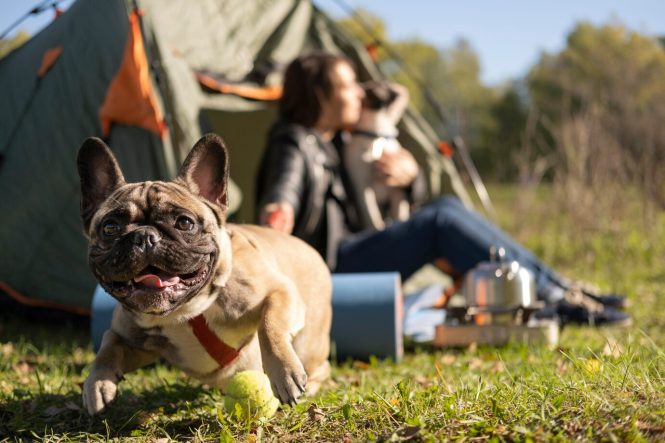 Menghadirkan Hewan Peliharaan saat Camping: Apa yang Perlu Diperhatikan tempat camping di lembang murah